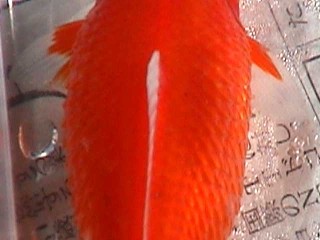 �������a1